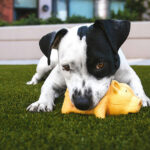 Artificial Grass and Dogs