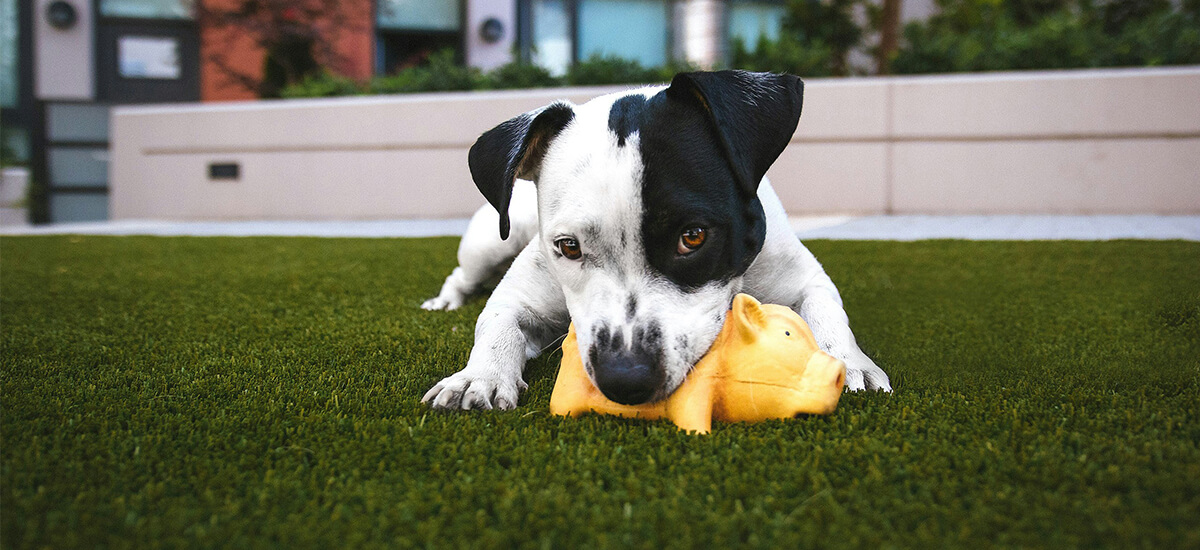 Artificial Grass and Dogs