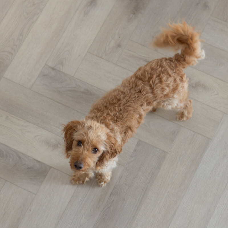 Dog relaxing on SPC vinyl flooring in an Irish home.