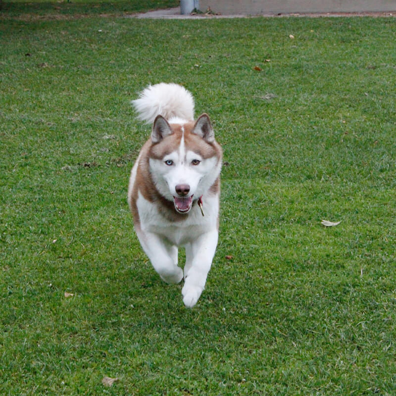 Dog proof astroturf Ireland