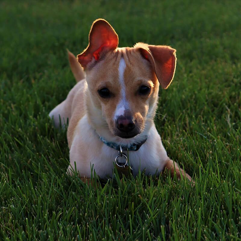 Artificial grass suitable for dogs Ireland