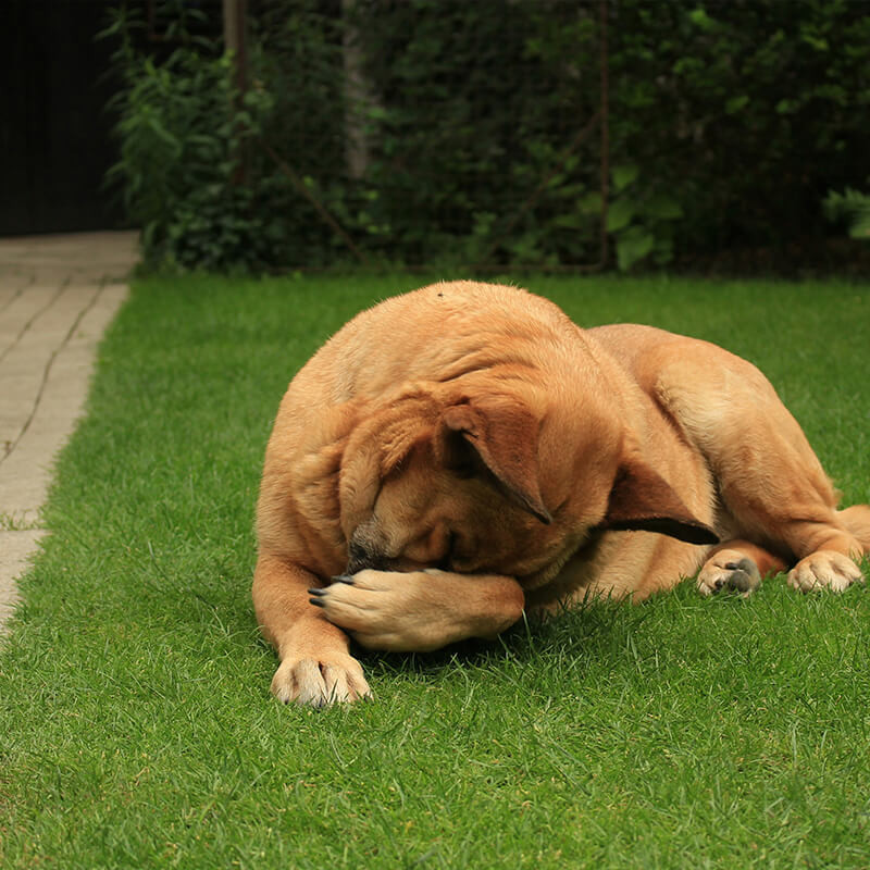 Fake grass for dogs to pee on