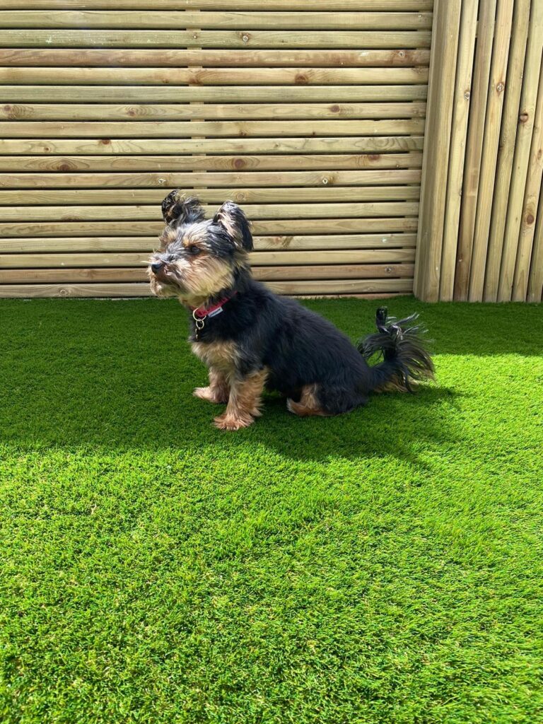 Artificial grass for Dogs