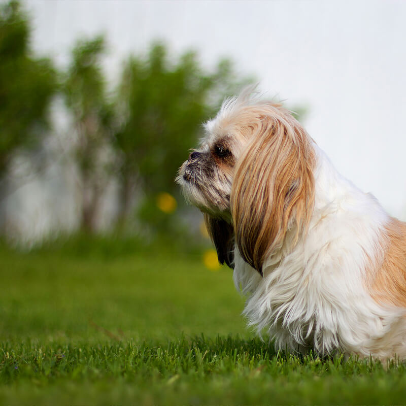 Is artificial grass dog friendly? yes, artificial grass is dog friendly solution for busy home owners.