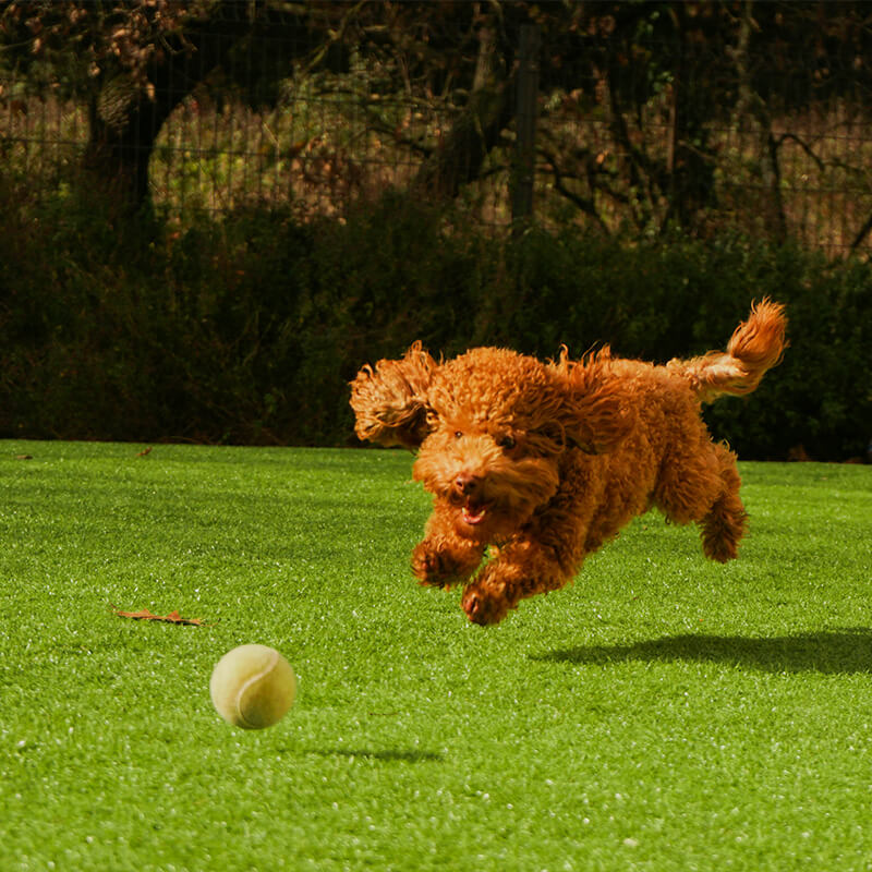 Artificial grass is dog-friendly by design!